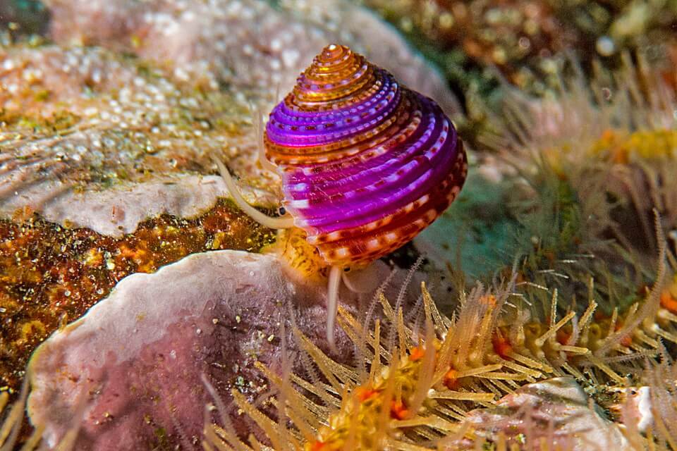 Види морських равликів - пурпурове кільце (Calliostoma annulatum)