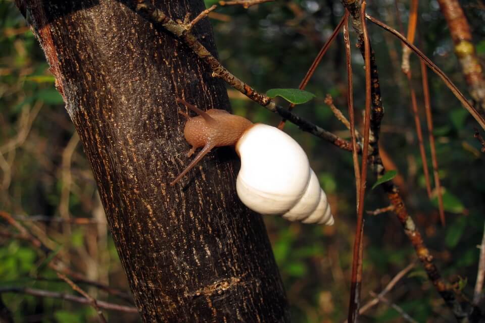 Деревний равлик лігуус (Liguus fasciatus)