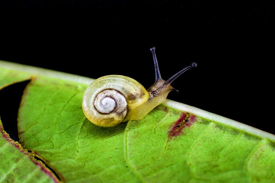 Дивовижні равлики - цепея садова (Cepaea hortensis)