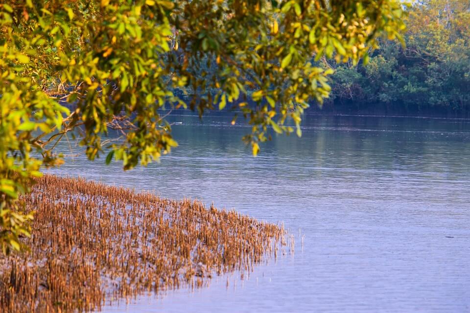 Де знаходиться ліс Сундарбан