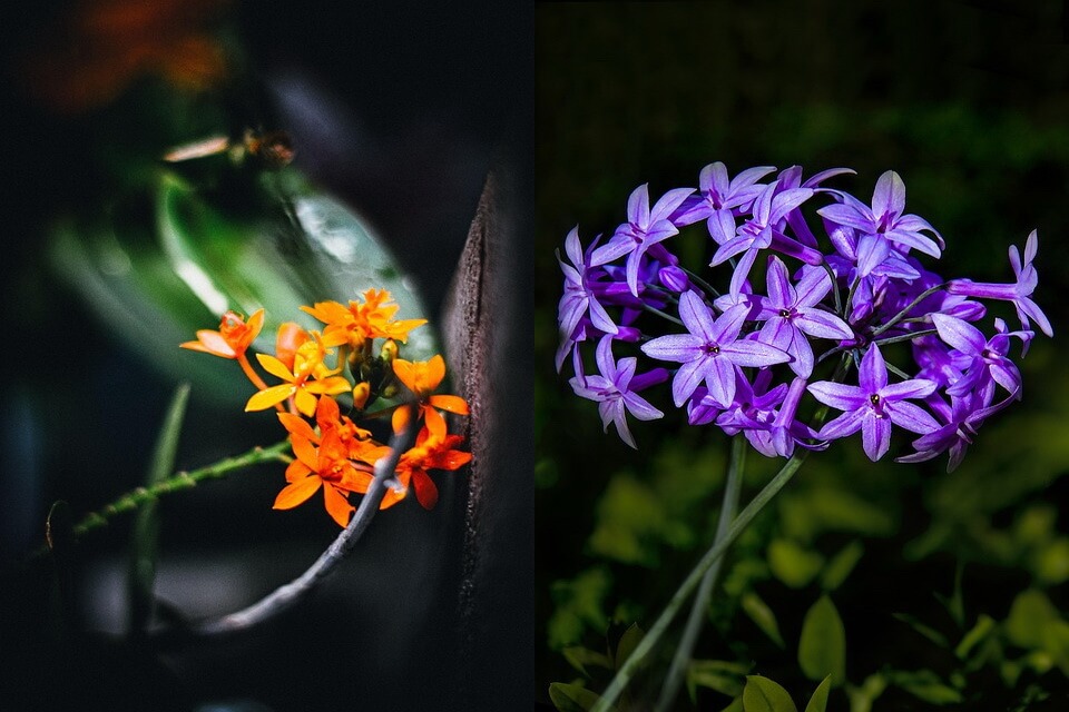 Нічні квіти - епідендрум (Epidendrum)
