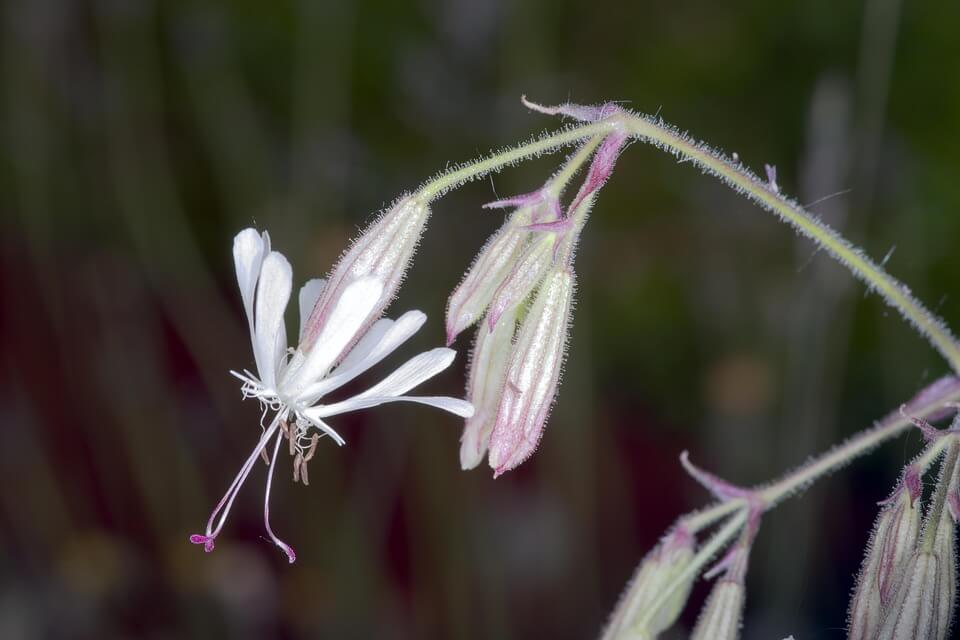 Квіти, що цвітуть вночі - смілка поникла (Silene nutans)