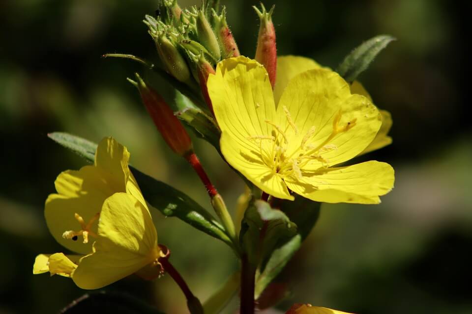 Види нічних квітів - енотера дворічна (Oenothera biennis)
