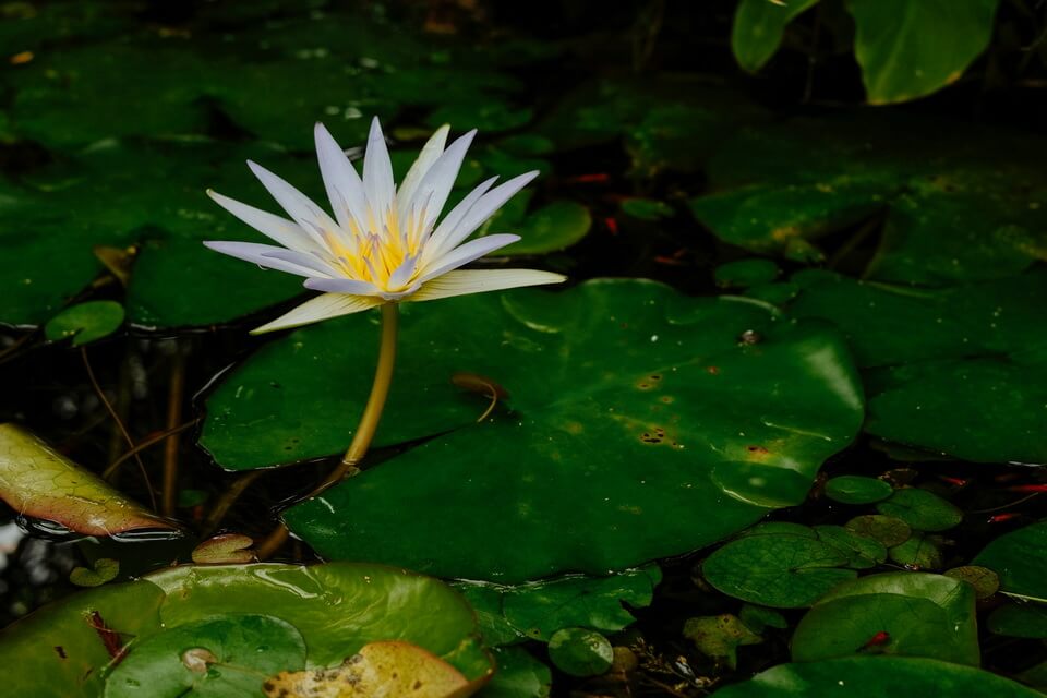 Тропічні види латаття, що цвітуть вночі (tropical Nymphaea)