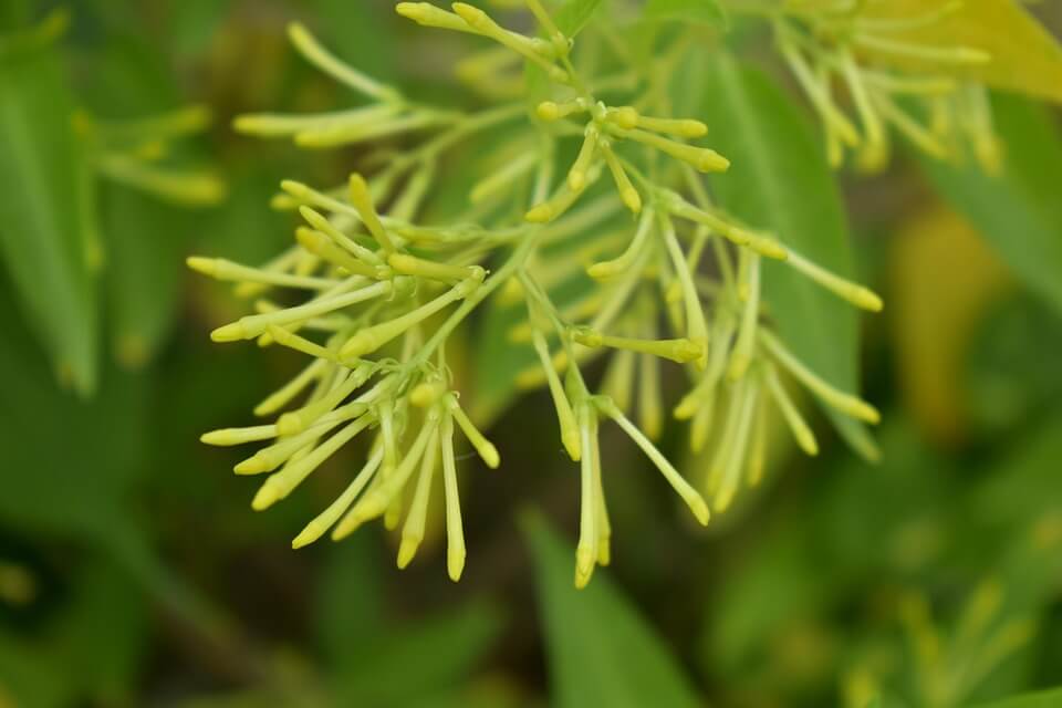 Квіти, що цвітуть вночі - цеструм нічний (Cestrum nocturnum)