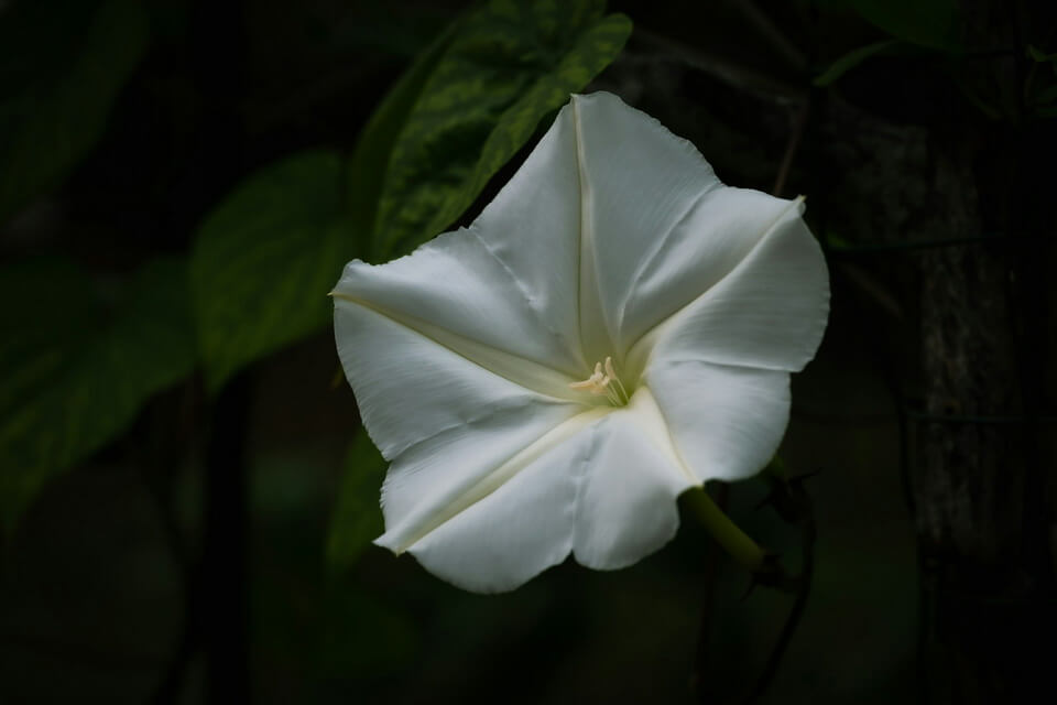 Нічні квіти з фото - іпомея біла зірка (Ipomoea alba)