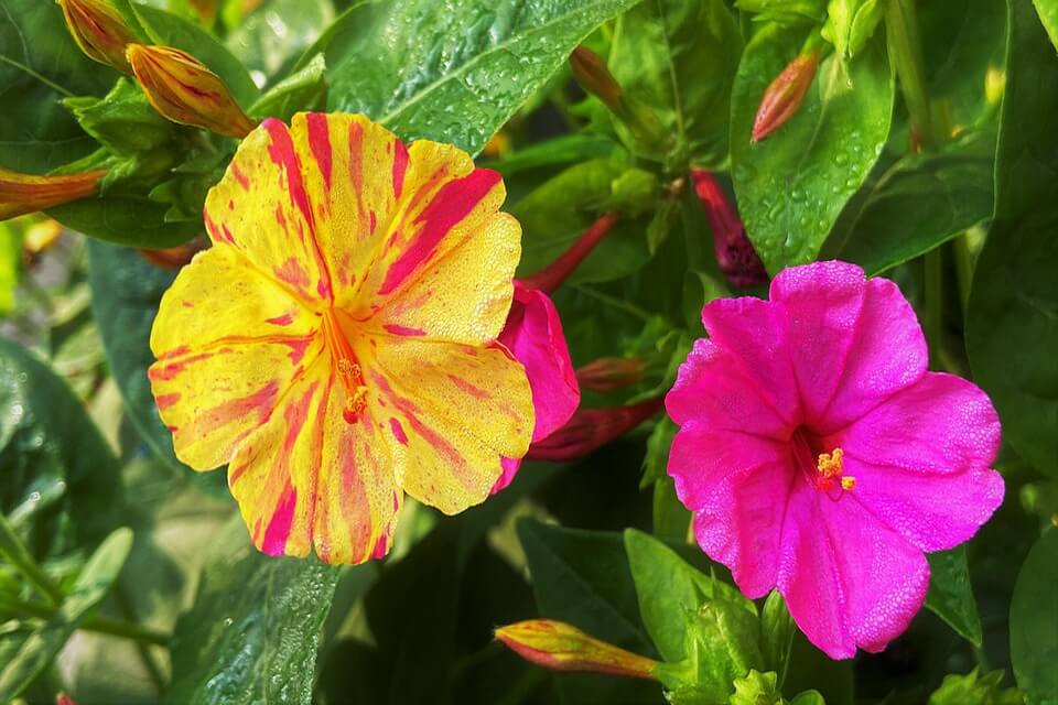 Квіти, що цвітуть вночі - нічна красуня чи мірабіліс ялапа (Mirabilis jalapa)