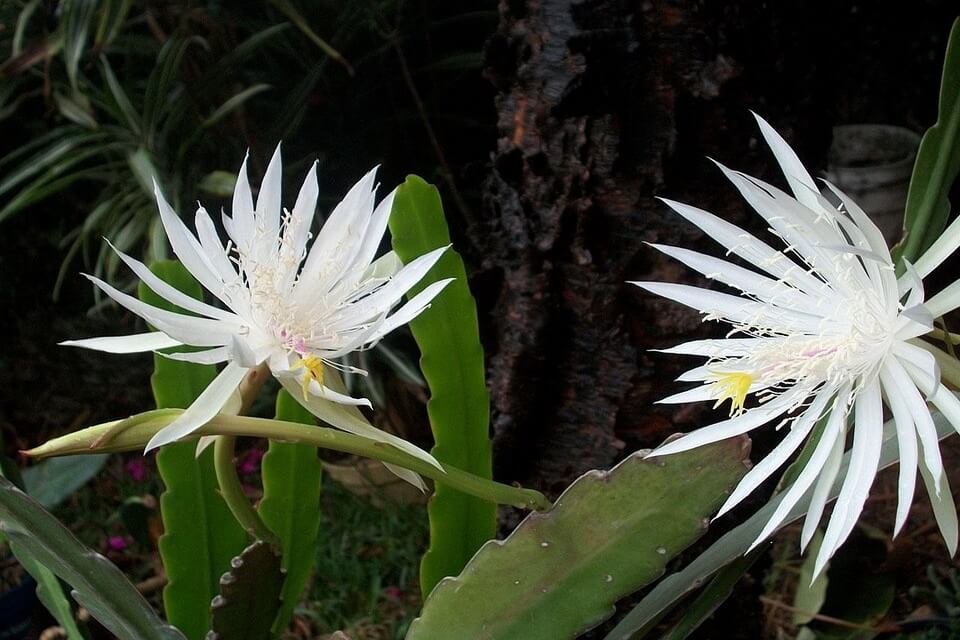 Види нічних квітів - цереус перуанський (Cereus peruvianus)